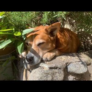 Meet your Posher, Joey